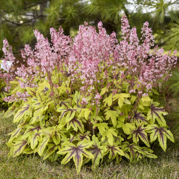 Fun and Games Eye Spy Foamy Bells has bright red-veined maple leaf shaped foliage