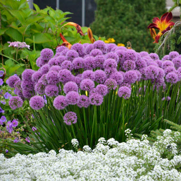 Millenium Allium adapts to many soil types