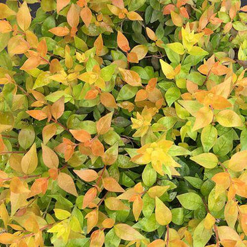 Funshine Abelia has bright golden foliage