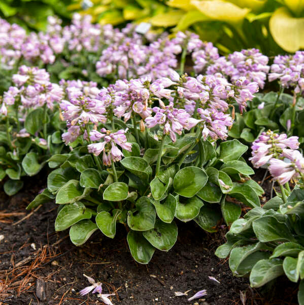 Blue Mouse Ears Hosta is a yard enhancing shade ground cover.
