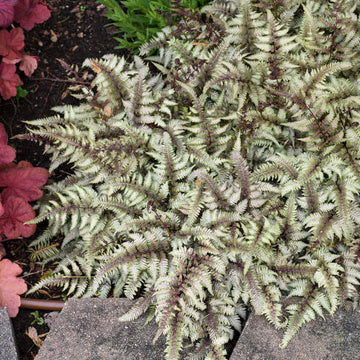 Japanese Painted Fern fronds form an elegant arching habit