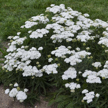 Firefly Diamond Yarrow is a soft ferny foliage plant with white flower blooms.