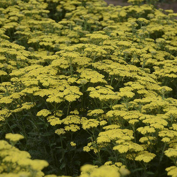 Firefly Sunshine Yarrow is an Achillea with eye-gabbing yellow color.