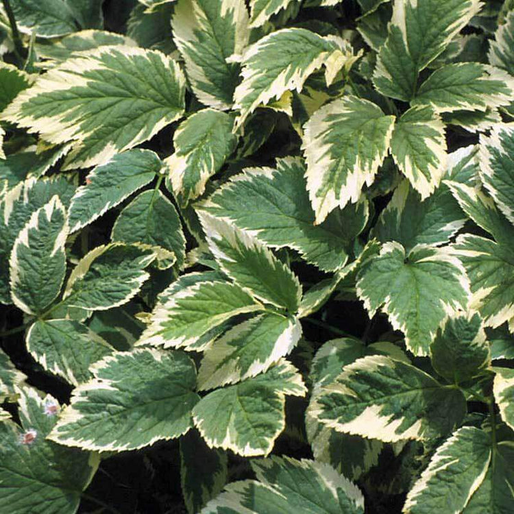 Variegated Bishops Weed is one of the fastest growing drought proof ground covers