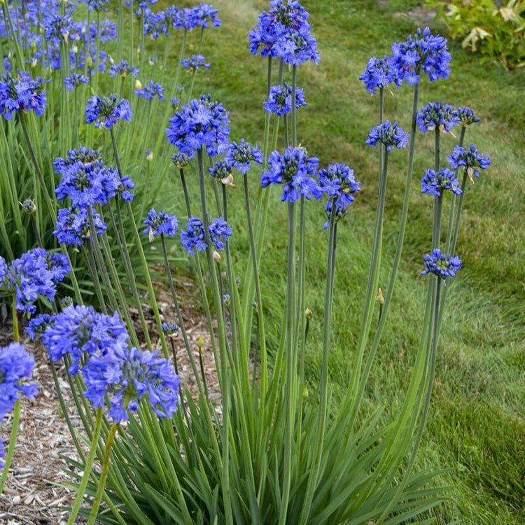 Galaxy Blue Lily of the Nile have blue flowers all summer