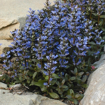 Chocolate Chip ajuga is a colorful, easy to grow ground cover that blocks weeds.