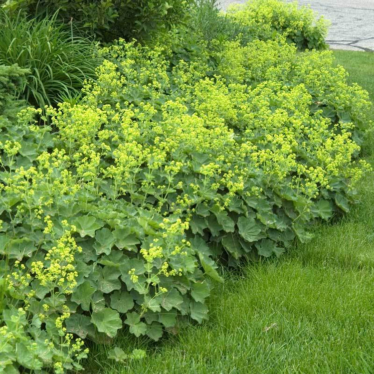Lady's Mantle with long-stemmed flowers are perfect for bouquets. 