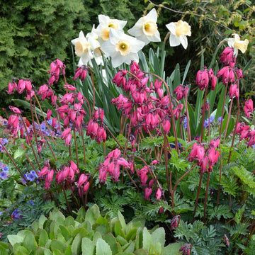 'Amore Rose' Bleeding Heart ushers in spring with pink blooms.