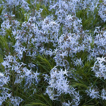 Threadleaf Bluestar attracts butterflies and caterpillars