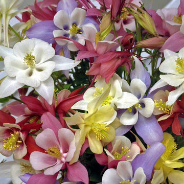 Biedermeier mix columbines include a fabulous range of colors for this popular spring perennial.
