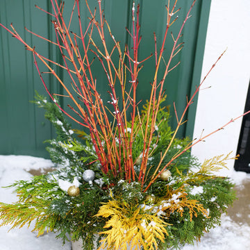 Arctic Sun® Dogwood Branches in a holiday arrangement with arborvitae.