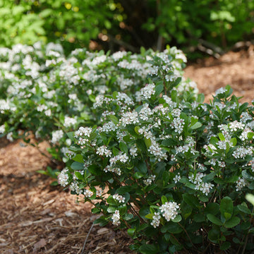 Low Scape Mound® Aronia