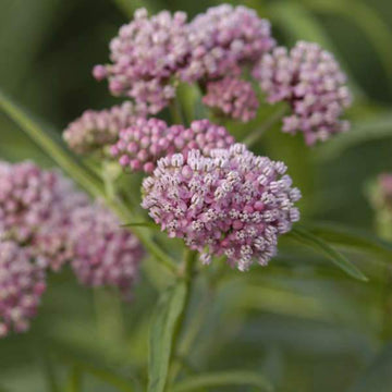 'Cinderella' Swamp Milkweed has clusters of pink flowers that bloom in summer!