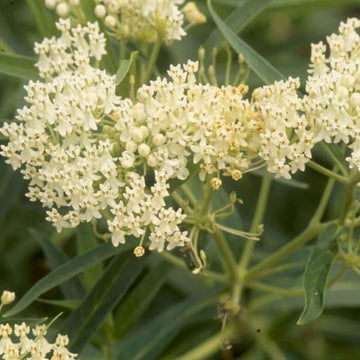 'Ice Ballet' Swamp Milkweed has clusters of white flowers that bloom all summer long!