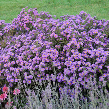 Kickin Lilac Blue New England Aster adds late season color