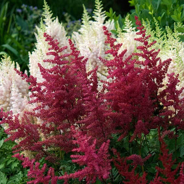 Red Astilbe has feathery red blooms for shade