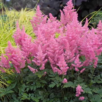 Pink Astilbe has dozens of fragrant pink spikes in summer