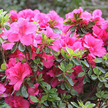 Bloom-A-Thon Hot Pink Reblooming Azalea blooms in late spring with a frilly bright pink color