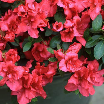 Bloom-A-Thon® Red Reblooming Azalea - Discontinued
