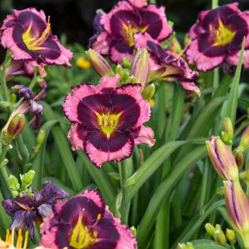 Rainbow Rhythm Storm shelter daylily has dramatic pink and mauve coloration.