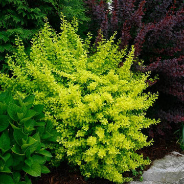 Sunjoy Citrus Barberry has burn resistant gold foliage