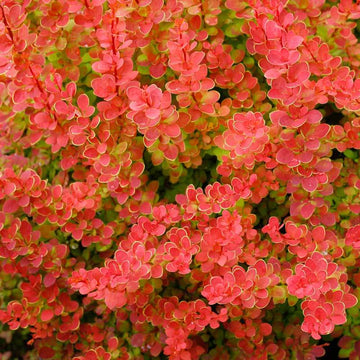 Sunjoy Tangelo Barberry has bright orange foliage that stays colorful spring through fall