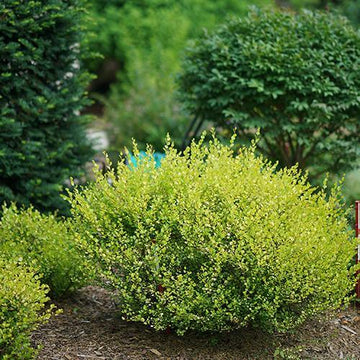 Cesky Gold Dwarf Birch has bright gold foliage