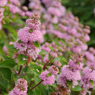 Beyond Pink'd Bluebeard has glossy spearmint green foliage and spires of pure pink flowers