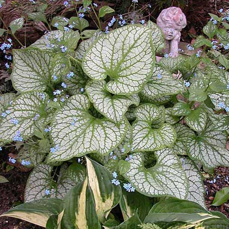 Jack Frost Siberian Bugloss has heart shaped silver leaves etched by emerald green veins creating a crackled patteren