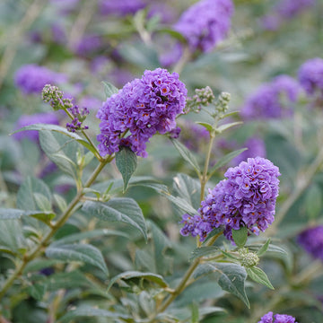 Lo & Behold® 'Blue Chip' Butterfly Bush a dwarf butterfly bush and attracts hummingbirds and butterflies.