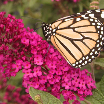 Miss Molly Butterfly Bush is drought tolerant and deer resistant.