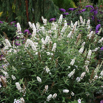 Miss Pearl Butterfly Bush attracts pollinators