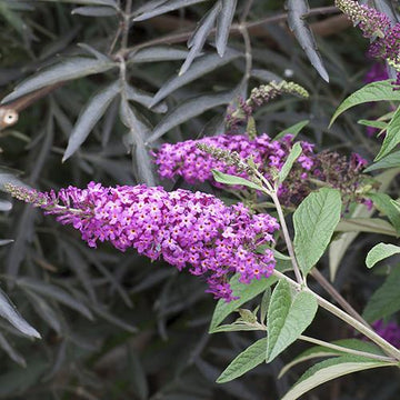 Miss Ruby Butterfly Bush large container
