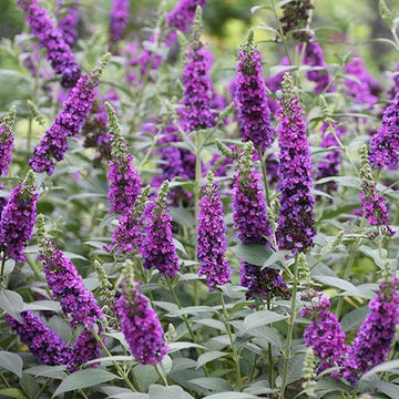 Miss Violet Butterfly Bush has electric purple flowers all summer