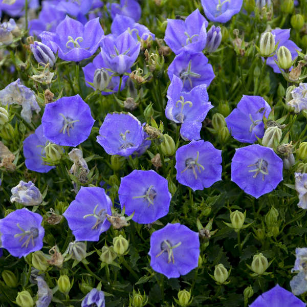 Rapido Blue Bellflower is deer resistant.