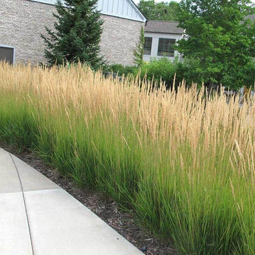 Calamagrostis Karl Foerster provides a structured look and a solid boundary