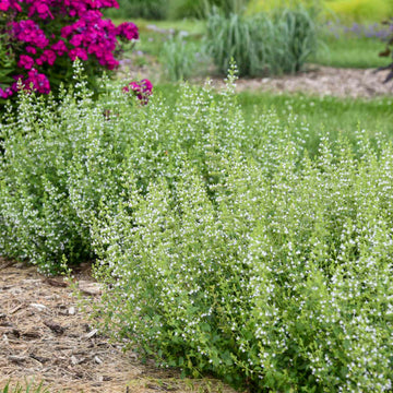 Confetti-like white blooms cover calamint in summer.