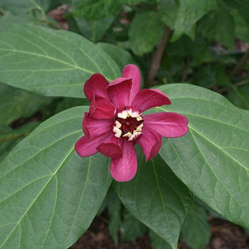 Aphrodite Sweetshrub is a striking plant with exotic dark pink blooms and will add beauty to your yard.