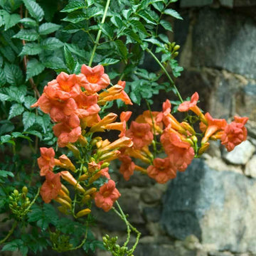 Trumpet Vine orange scarlet has trumpet shaped blooms loved by hummingbirds