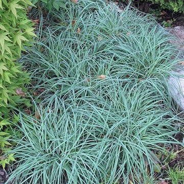 Blue Zinger Sedge, a low ornamental grass with fine textured arching blue foliage.