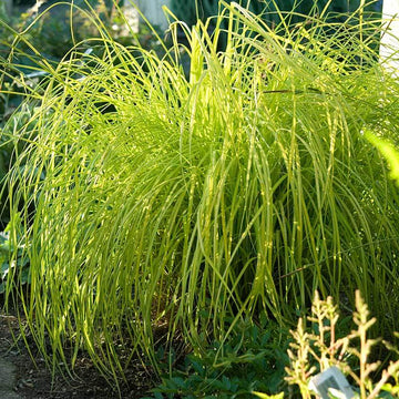 Bowles Golden Sedge is a tidy clump of narrow golden leaves edged in green a vibrant addition for your lanscape.