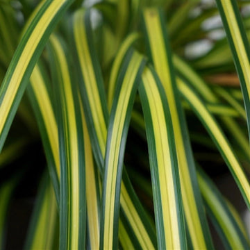 EverColor® 'Eversheen' Sedge is easy to care for and stunning the landscape with its bright, lemon and lime colored foliage.