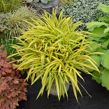 'Banana Boat' Creeping Sedge (Carex) is deer resistance and easy to grow.