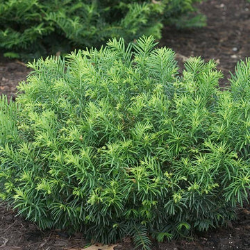 Duke Gardens Plum Yew is a bold textured evergreen. 