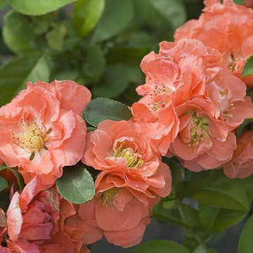 Double Take Peach Flowering Quince is thornless with peach flowers