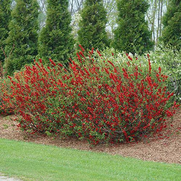 Double Take Scarlet Flowering Quince has bold true red color in spring