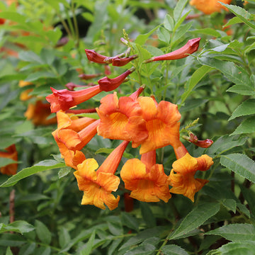 Chicklet Orange tecoma has bright orange trumpet shaped flowers. 
