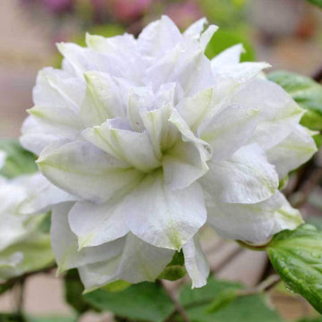 Diamond Ball Clematis is an Exotic  white double flowering reblooming clematis.