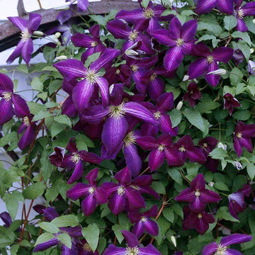 Happy Jack Purple Clematis has larger flowers and a more vivid color than Jackmanii