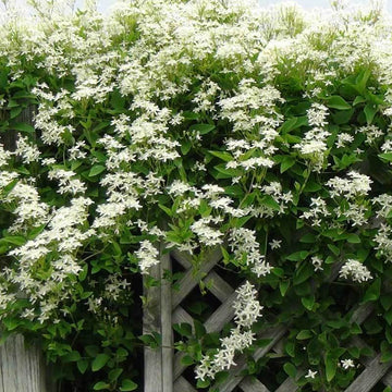 Sweet Autumn Clematis has vanilla scented fragrant flowers
